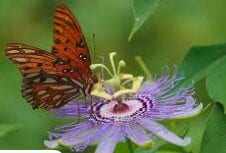 gulf fritillary butterfly