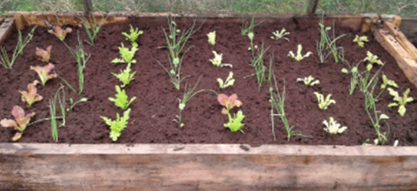 image of vegetable and herb garden