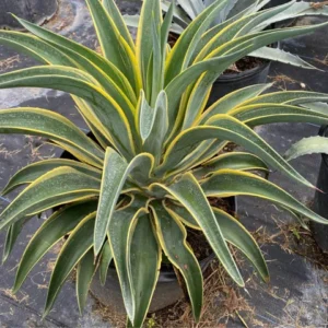 leaves of Agave Desmettiana