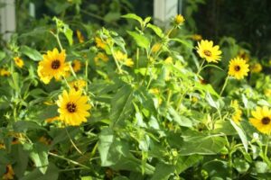 Beach Sunflower leaves and flowers