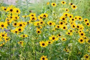 picture of black-eyed susans