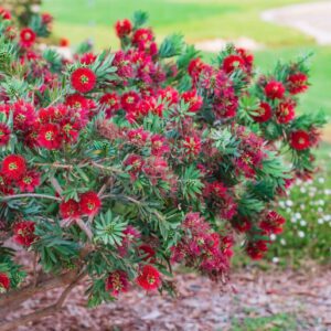 Bottlebrush flowers and leaves