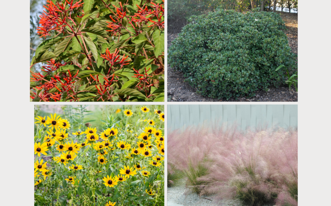 Salt-Tolerant Plants for South Florida