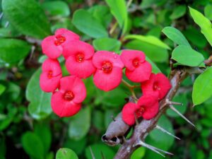 image of crown of thorns