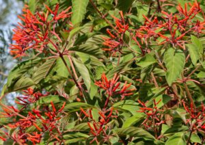 Firebush plant