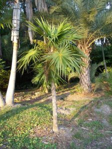 Florida Thatch Palm