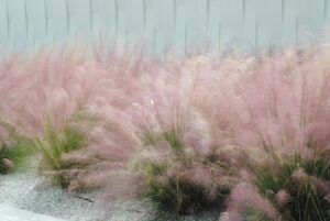 Muhly Grass picture