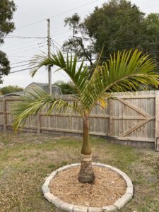 picture of spindle palm