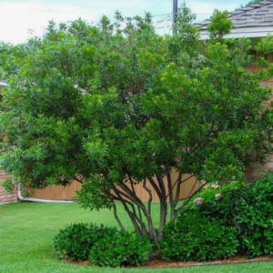 pictureof wax myrtle 